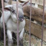 17.05.2020. Skowronno Dolne. Hodowla owiec / Marta Gajda / Radio Kielce