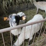 17.05.2020. Skowronno Dolne. Hodowla owiec / Marta Gajda / Radio Kielce