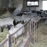 17.05.2020. Skowronno Dolne. Hodowla owiec / Marta Gajda / Radio Kielce