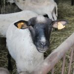 17.05.2020. Skowronno Dolne. Hodowla owiec / Marta Gajda / Radio Kielce