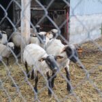 17.05.2020. Skowronno Dolne. Hodowla owiec / Marta Gajda / Radio Kielce