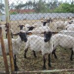 17.05.2020. Skowronno Dolne. Hodowla owiec / Marta Gajda / Radio Kielce