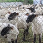 17.05.2020. Skowronno Dolne. Hodowla owiec / Marta Gajda / Radio Kielce