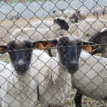 17.05.2020. Skowronno Dolne. Hodowla owiec / Marta Gajda / Radio Kielce