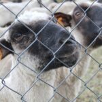 17.05.2020. Skowronno Dolne. Hodowla owiec / Marta Gajda / Radio Kielce