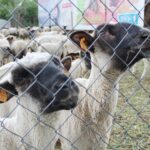 17.05.2020. Skowronno Dolne. Hodowla owiec / Marta Gajda / Radio Kielce