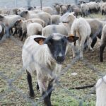 17.05.2020. Skowronno Dolne. Hodowla owiec / Marta Gajda / Radio Kielce