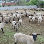 17.05.2020. Skowronno Dolne. Hodowla owiec / Marta Gajda / Radio Kielce