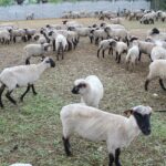 17.05.2020. Skowronno Dolne. Hodowla owiec / Marta Gajda / Radio Kielce