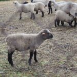 17.05.2020. Skowronno Dolne. Hodowla owiec / Marta Gajda / Radio Kielce