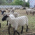 17.05.2020. Skowronno Dolne. Hodowla owiec / Marta Gajda / Radio Kielce