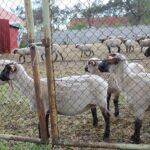 17.05.2020. Skowronno Dolne. Hodowla owiec / Marta Gajda / Radio Kielce