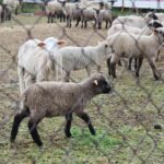 17.05.2020. Skowronno Dolne. Hodowla owiec / Marta Gajda / Radio Kielce