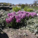 17.04.2020 Kielce. Ogród botaniczny / Jarosław Kubalski / Radio Kielce