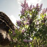 14.05.2020 Tokarnia. Muzeum Wsi Kieleckiej - Park Etnograficzny / Jarosław Kubalski / Radio Kielce