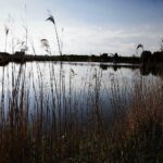 14.05.2020 Stawy, gmina Imielno. Gospodarstwo rybackie / Jarosław Kubalski / Radio Kielce