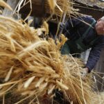 29.05.2020 Tokarnia. Tworzenie wykrętków ze słomy / Jarosław Kubalski / Radio Kielce