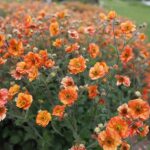 31.05.2020 Kielce. Ogród botaniczny. Kuklik / Jarosław Kubalski / Radio Kielce