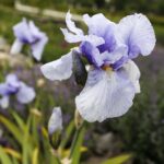 31.05.2020 Kielce. Ogród botaniczny. Kosaciec / Jarosław Kubalski / Radio Kielce