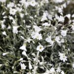 31.05.2020 Kielce. Ogród botaniczny. Rogownica kutnerowata / Jarosław Kubalski / Radio Kielce