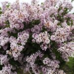 31.05.2020 Kielce. Ogród botaniczny. Lilak Mayera / Jarosław Kubalski / Radio Kielce