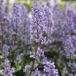 31.05.2020 Kielce. Ogród botaniczny. Kocimitętka / Jarosław Kubalski / Radio Kielce