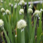 31.05.2020 Kielce. Ogród botaniczny. Czosnek dęty / Jarosław Kubalski / Radio Kielce