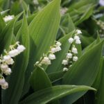 31.05.2020 Kielce. Ogród botaniczny. Konwalia majowa / Jarosław Kubalski / Radio Kielce