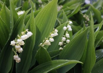 31.05.2020 Kielce. Ogród botaniczny. Konwalia majowa / Jarosław Kubalski / Radio Kielce