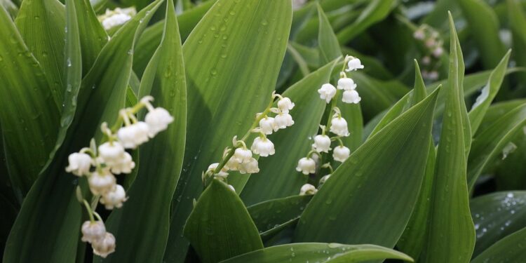 31.05.2020 Kielce. Ogród botaniczny. Konwalia majowa / Jarosław Kubalski / Radio Kielce