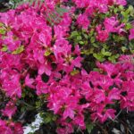 31.05.2020 Kielce. Ogród botaniczny. Azalia / Jarosław Kubalski / Radio Kielce