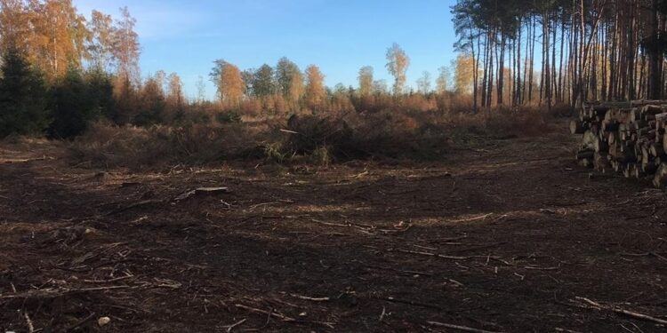 RADIO POZNAŃ. Kornik zagraża wielkopolskim lasom. "Wycinka to jedyna metoda" - przekonują leśnicy - Radio Kielce Radio Poznań