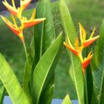 Kostaryka / Majka Szura