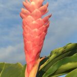 Kostaryka / Majka Szura