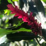 Kostaryka / Majka Szura