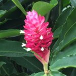 Kostaryka / Majka Szura