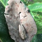 Kostaryka / Majka Szura