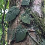 Kostaryka / Majka Szura