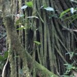 Kostaryka / Majka Szura