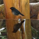 Kostaryka / Majka Szura