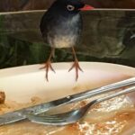 Kostaryka / Majka Szura