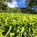 Kostaryka / Majka Szura