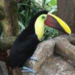 Kostaryka / Majka Szura