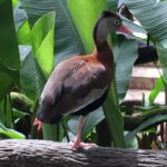 Kostaryka / Majka Szura