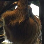 Kostaryka / Majka Szura