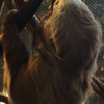 Kostaryka / Majka Szura