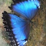 Kostaryka / Majka Szura