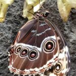 Kostaryka / Majka Szura