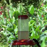 Kostaryka / Majka Szura