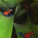 Kostaryka / Majka Szura